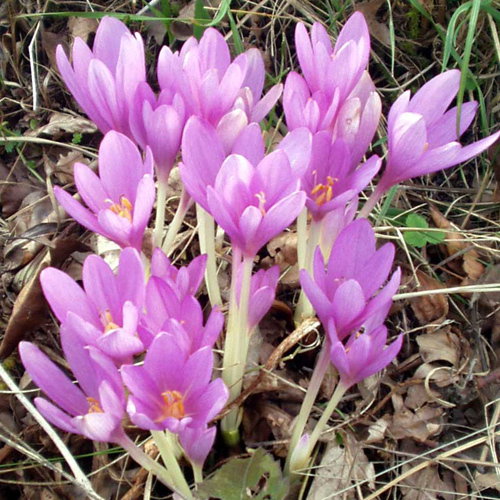 Colchicum Autumnale