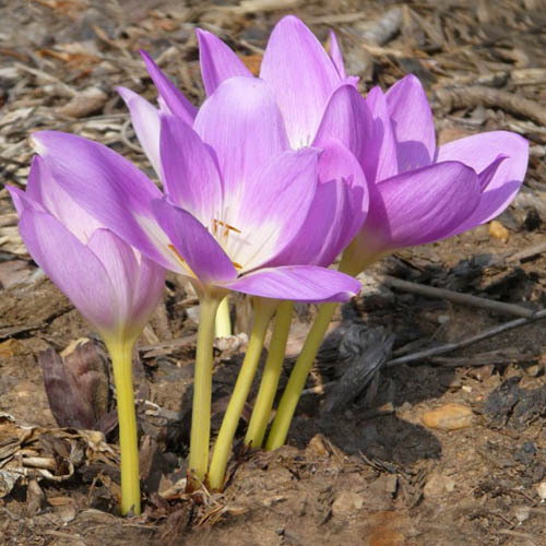 Colchicumbornmuelleri