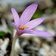 Colchicum Corsicum