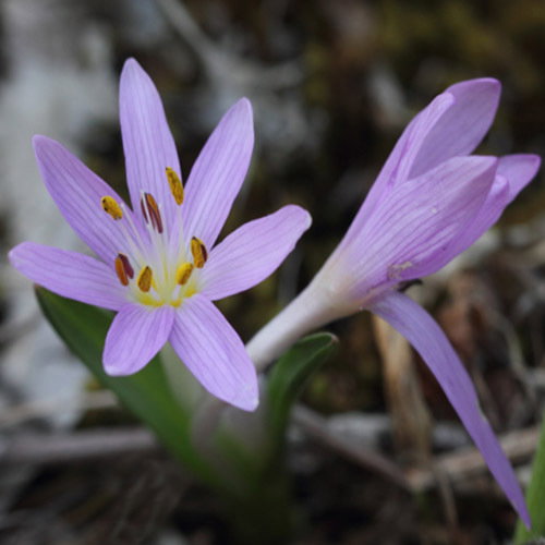 Colchicum Cupani