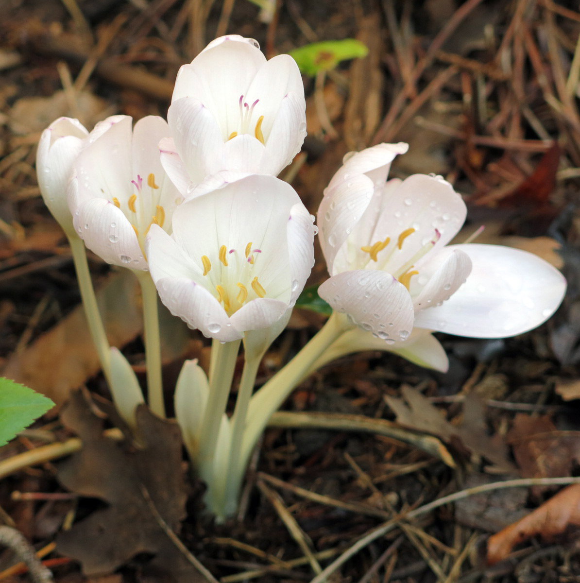 Colchicum Diamopolis