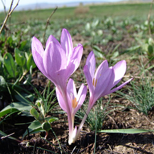 Colchicum Laetum