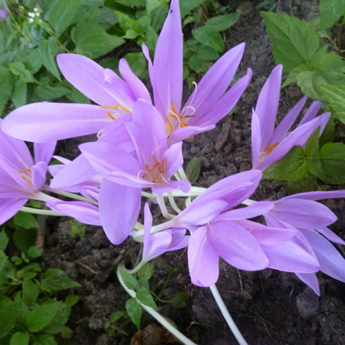 Colchicum Lilac Wonder