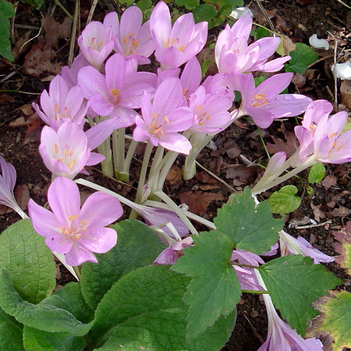 Colchicum Mixed