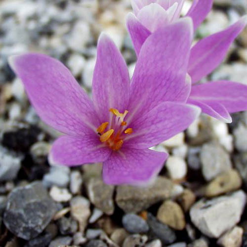 Colchicum Neapolitanum