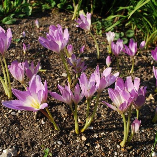 Colchicum Speciosum
