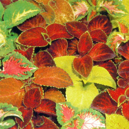 Coleus Rainbow Masterblend