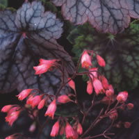 Heuchera Metallica