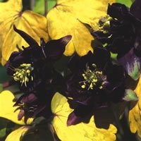 Aquilegia Roman Bronze