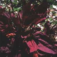 Plantago Major Rubrifolia