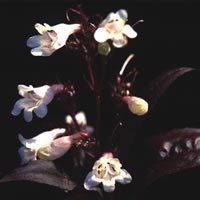 Penstemon Digitalis Husker Red