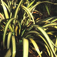 Phormium Mixed