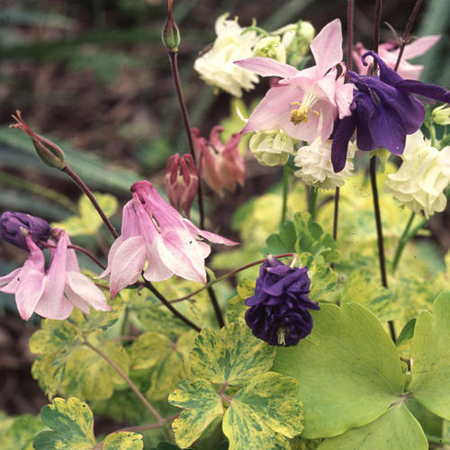 Aquilegiawoodsidemix