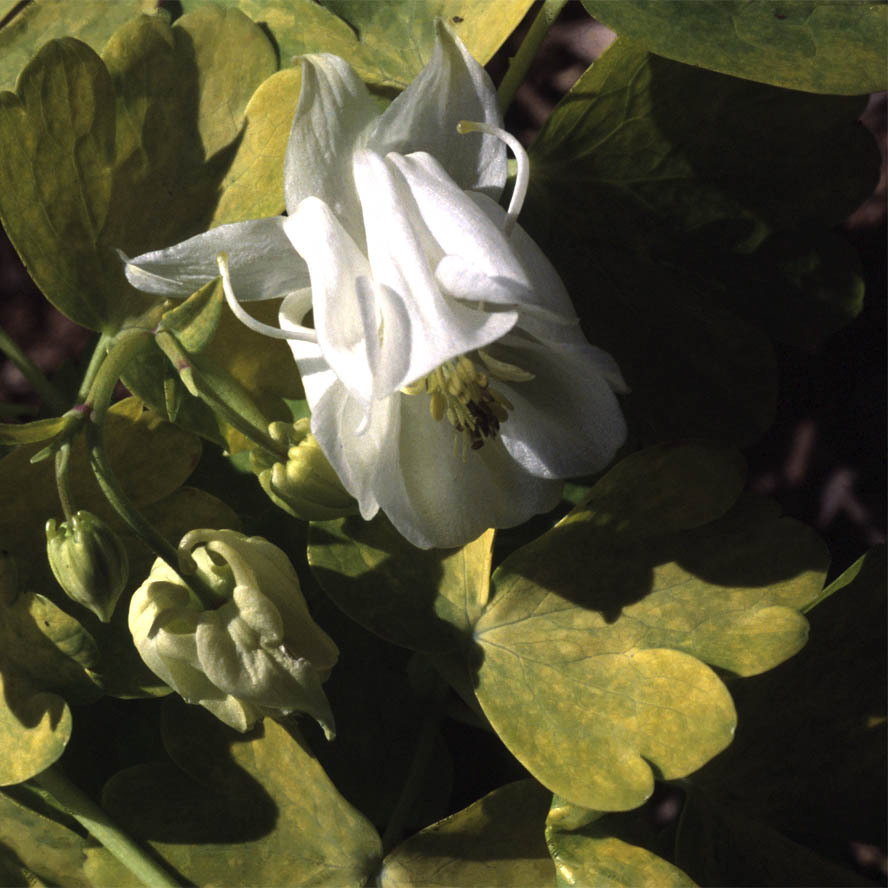 Aquilegia Mellow Yellow