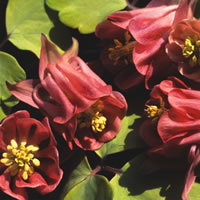 Aquilegia Burnished Rose