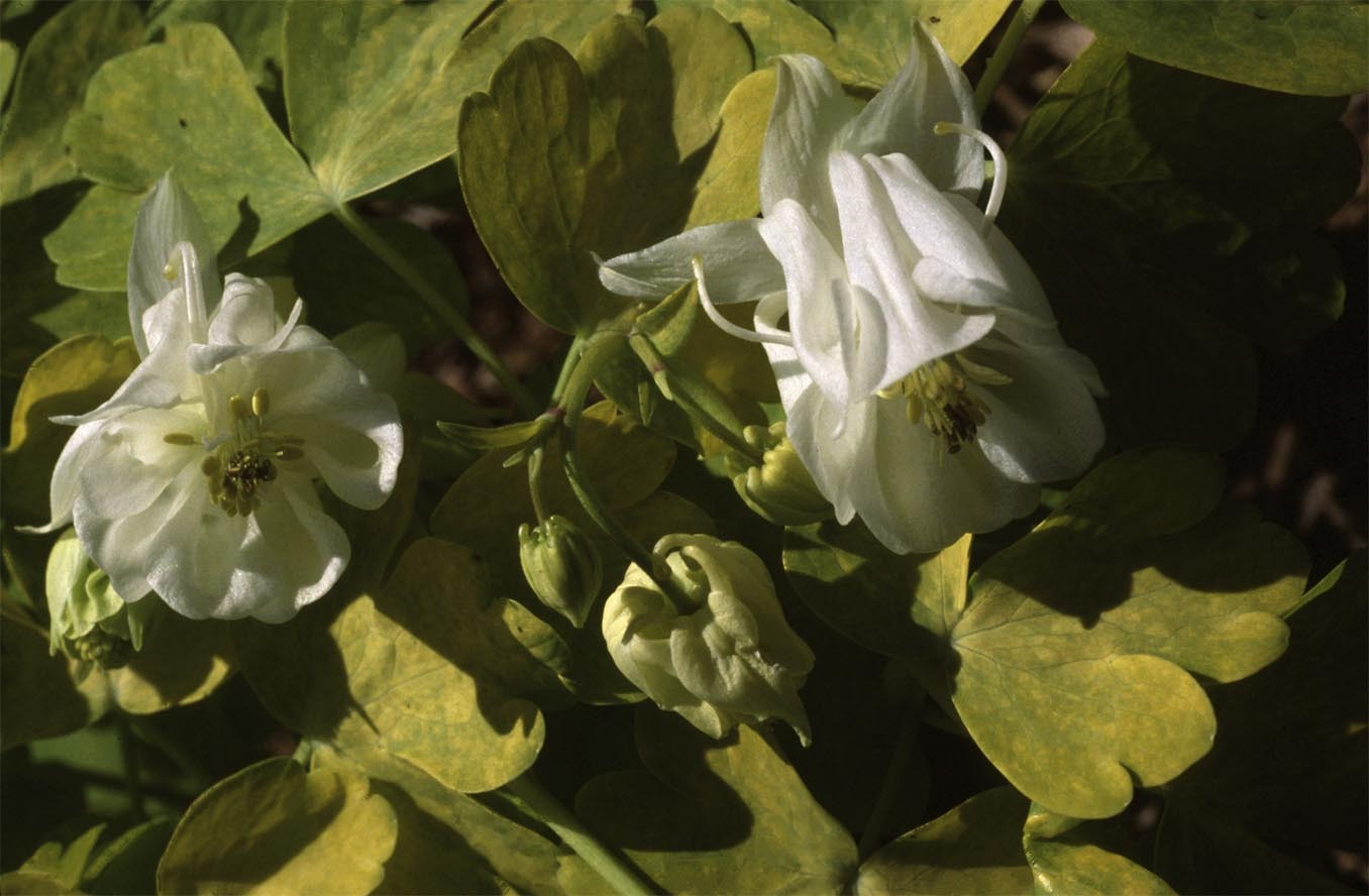 Aquilegia Mellow Yellow