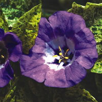 Nicandra Splash Of Cream