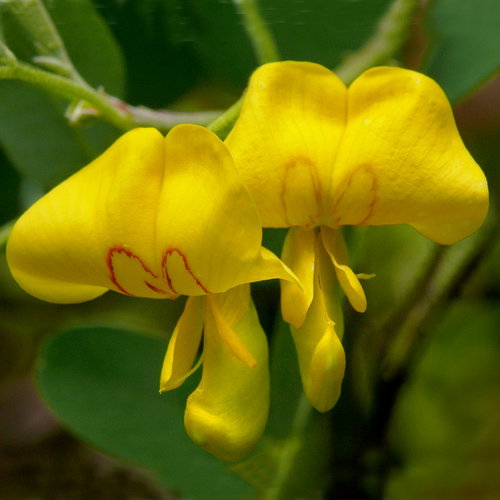 Colutea Arborescens
