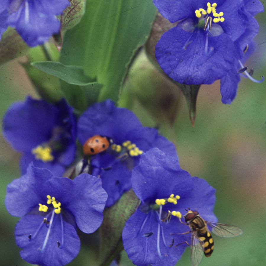 Commelina Coelestis