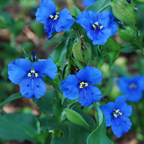Commelina Coelestis