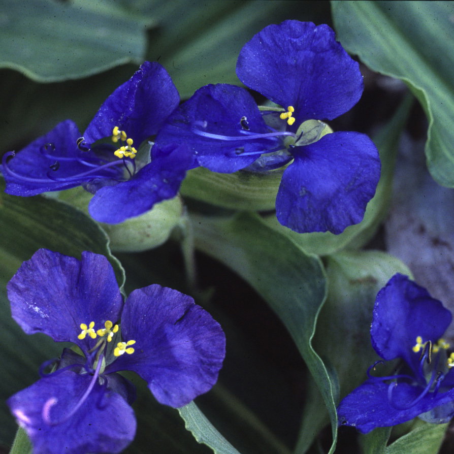 Commelina Coelestis