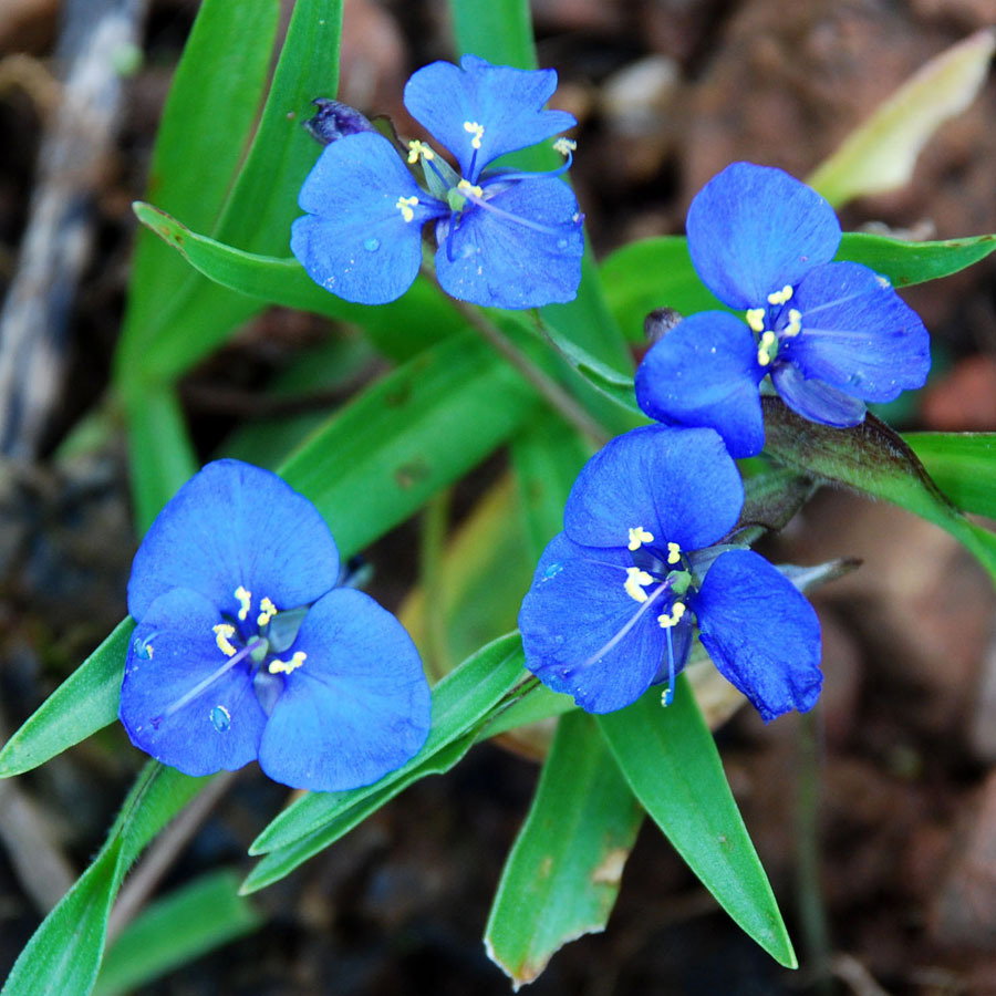 Commelina Dianthifolia