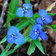 Commelina Dianthifolia