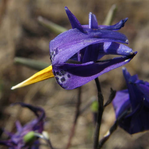 Conanthera Bifolia