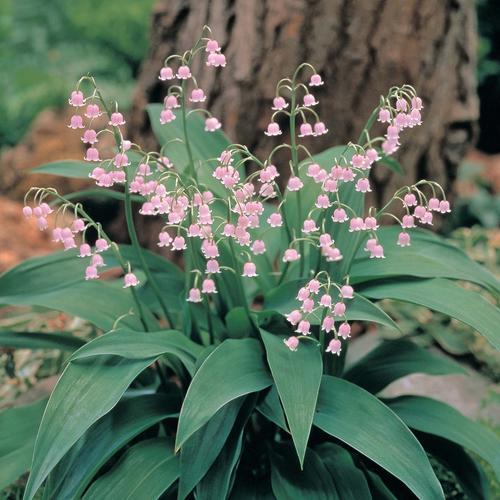 Lily Of Valley Pinkl