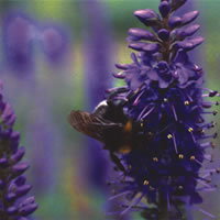Veronica Kiusiana