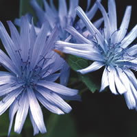 Lactuca Plumieri