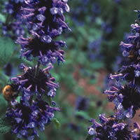 Nepeta Clarkei