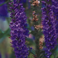 Veronica Grandis