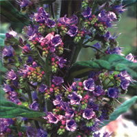 Echium Pininana