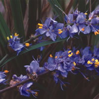 Libertia Caerulescens