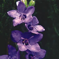 Campanula Primulifolia