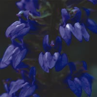 Lobelia Syphilitica
