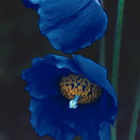 Meconopsis Lingholm