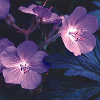 Geranium Purple Haze