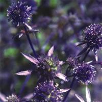 Eryngium Planum Blaukappe