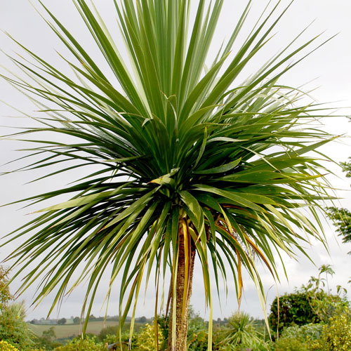 Cordyline Australis