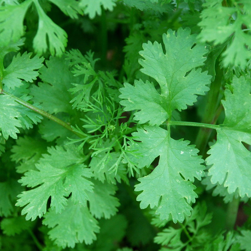 Coriander