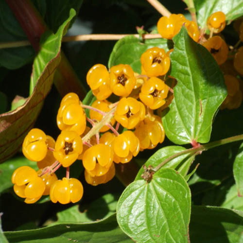 Coriaria Terminalis Xanthocarpa