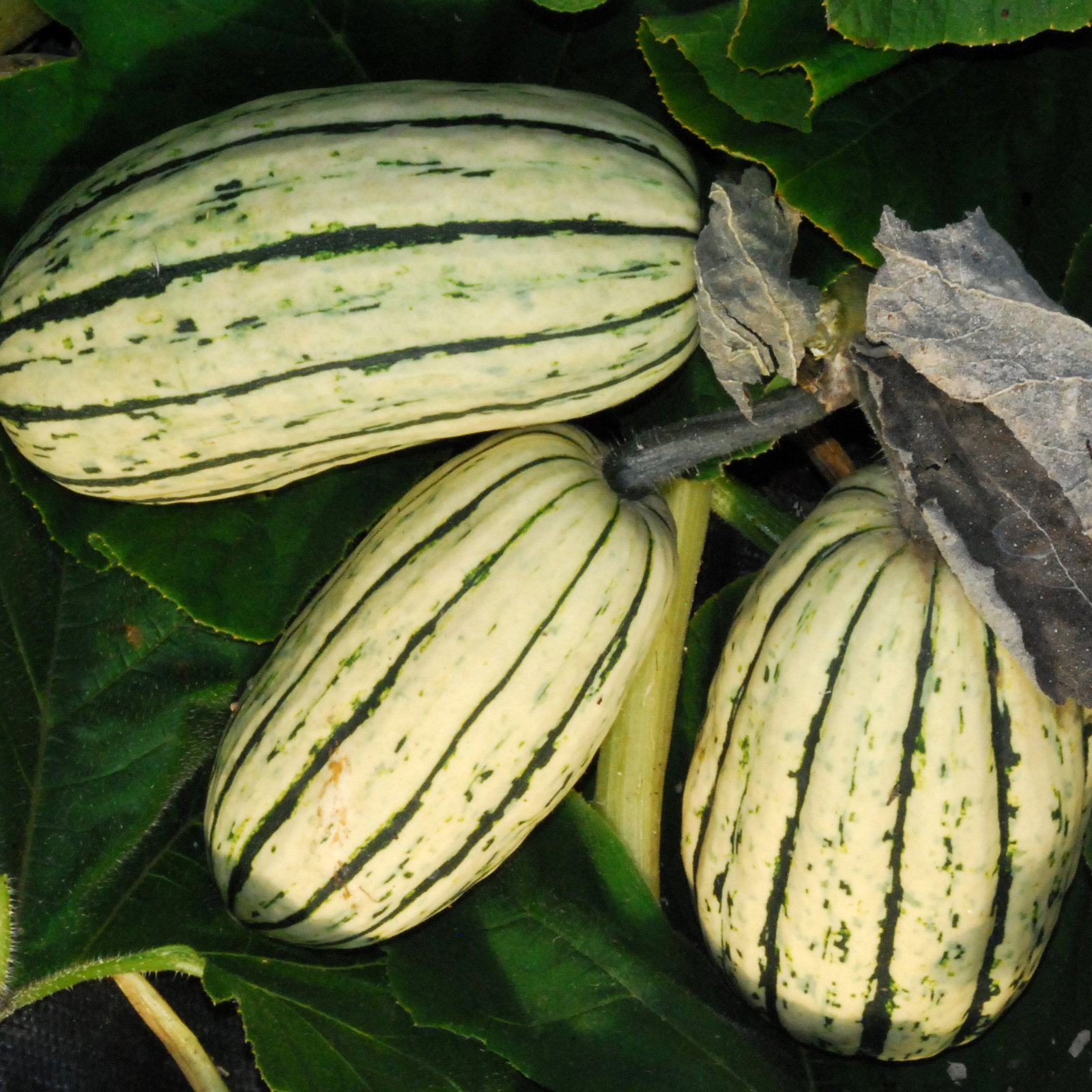 Cornellsdelicata1