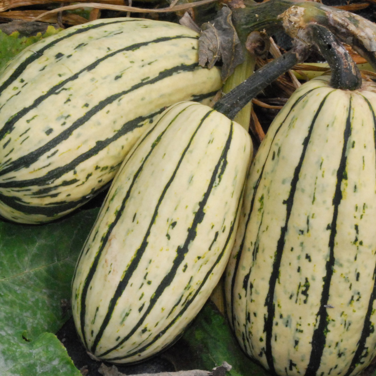 Cornellsdelicata3