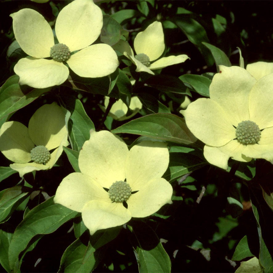 Cornus Capitata