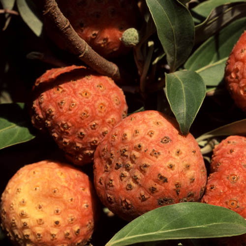 Cornus Capitata Fruit