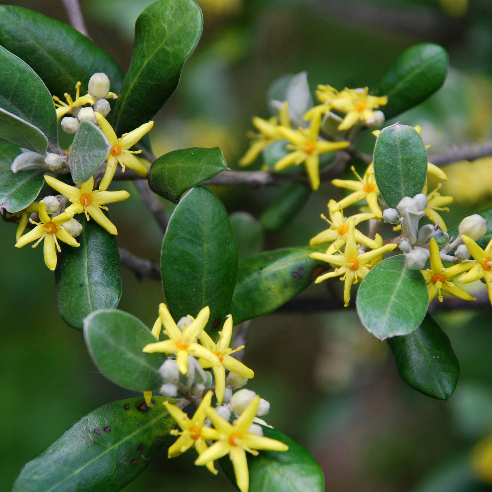 Corokia Yellow Wonder