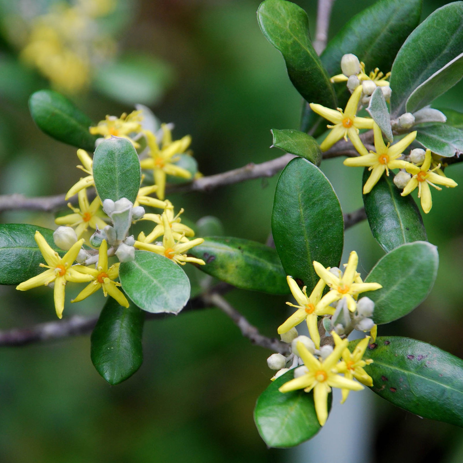 Corokia Yellow Wonder
