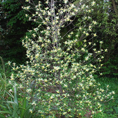 Corokia Yellow Wonder Bush